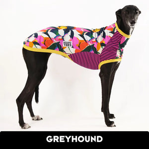Coconutty Greyhound Hound-Tee