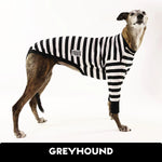 Laden Sie das Bild in den Galerie-Viewer, Jailbreak Greyhound Hound-Tee
