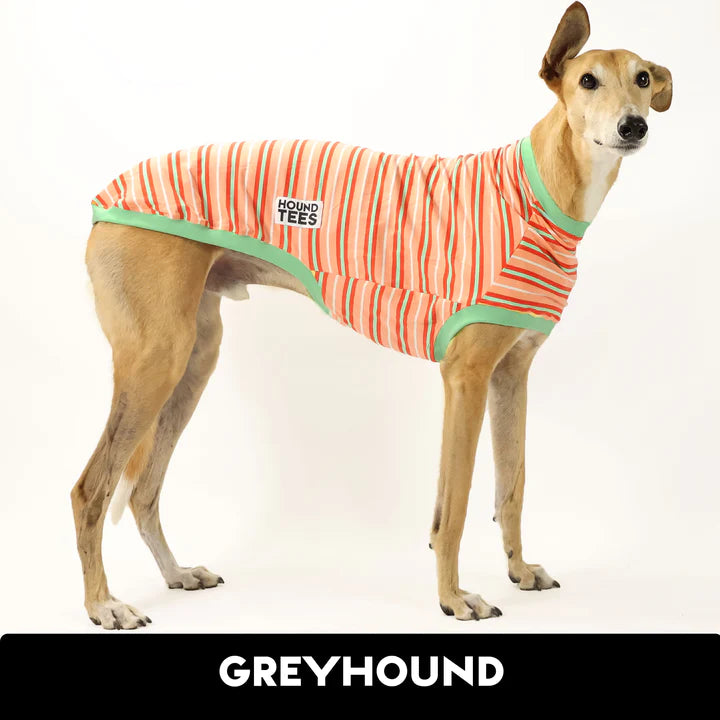 Pumpkin Spice Greyhound Hound-Tee
