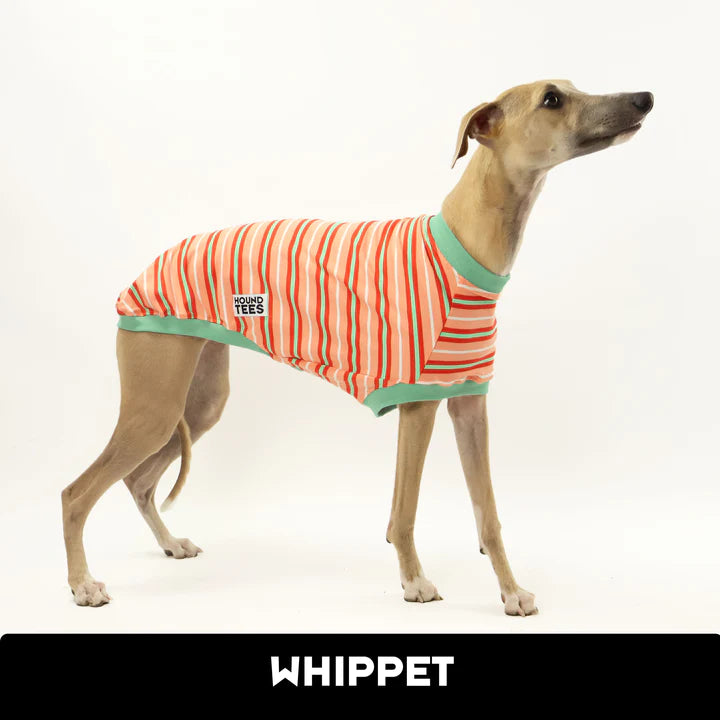 Pumpkin Spice Whippet Hound-Tee