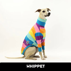 Teddy Whippet Tweater