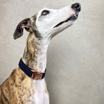 Laden Sie das Bild in den Galerie-Viewer, Halsband Alex
