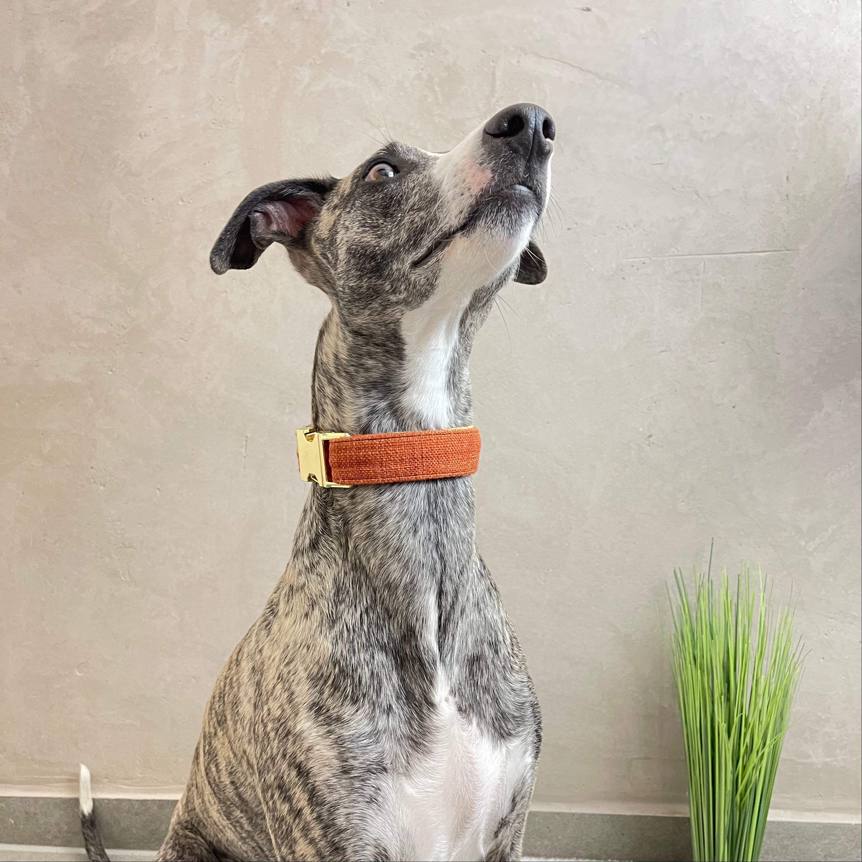 Halsband Haathee
