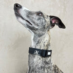 Laden Sie das Bild in den Galerie-Viewer, Halsband Jack
