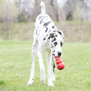 KONG Classic rot