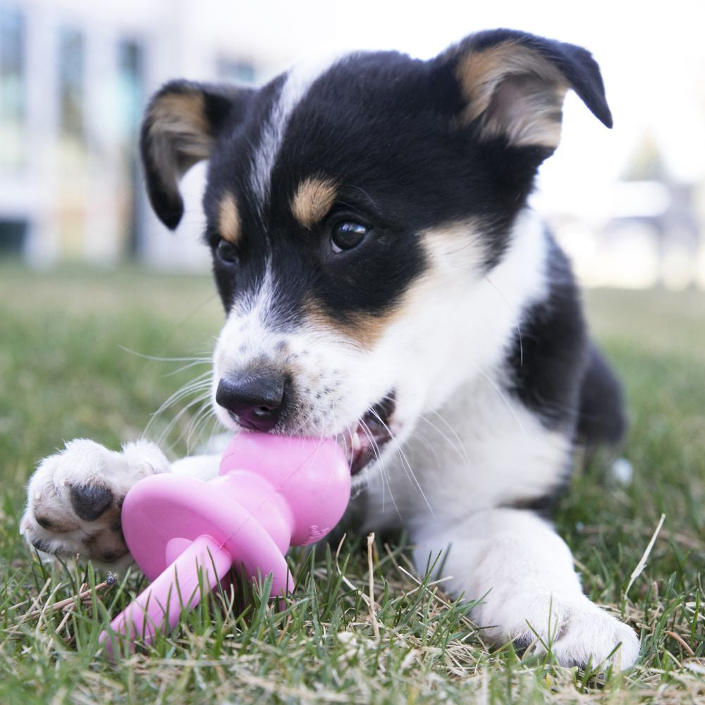KONG Puppy Binkie Medium