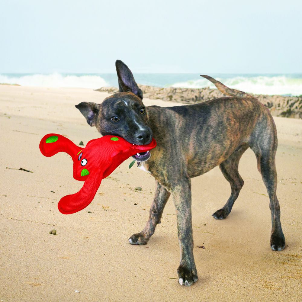 KONG Belly Flops Lobster 27 cm