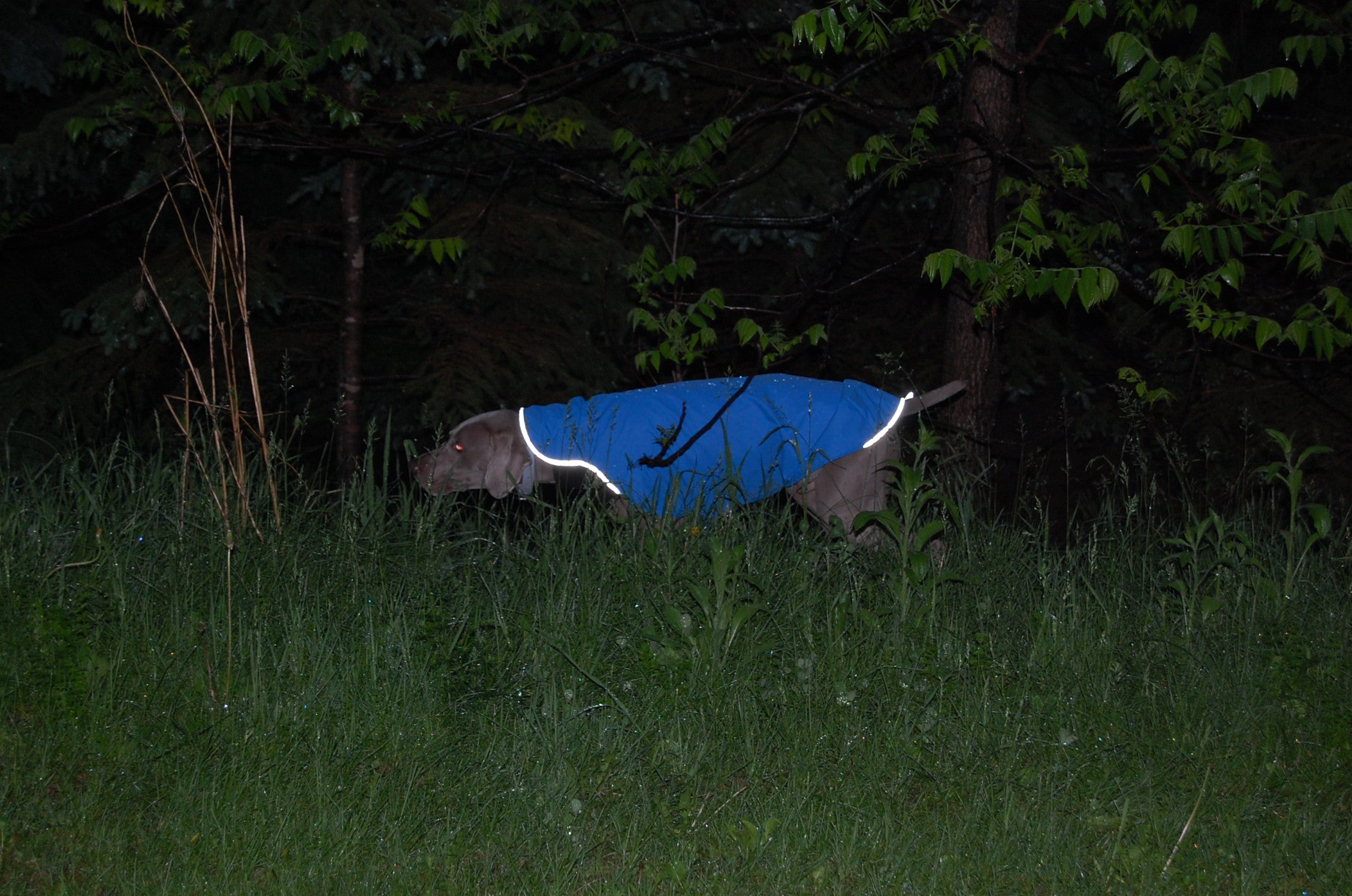 Rain Slicker - Regenmantel | Windhunde, schmale Rassen - Auslaufartikel