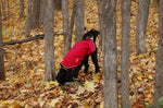 Laden Sie das Bild in den Galerie-Viewer, Rain Slicker - Regenmantel | Windhunde, schmale Rassen - Auslaufartikel
