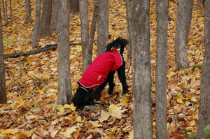 Rain Slicker - Regenmantel | Windhunde, schmale Rassen - Auslaufartikel