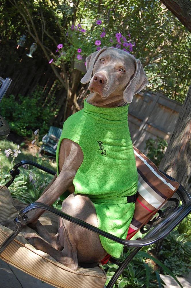 Soaker Robe - Bademantel | Standard, Windhunde und schmale Rassen