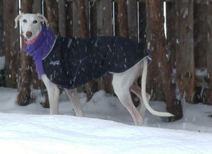 Great White North - Wintermantel | Windhunde, schmale Rassen