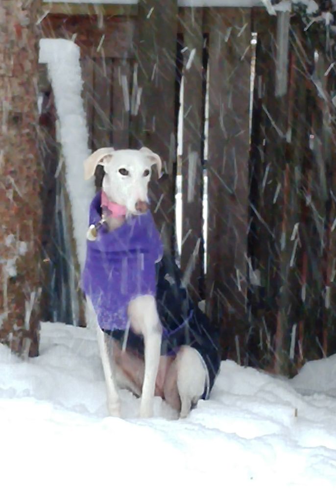 Great White North - Wintermantel | Windhunde, schmale Rassen