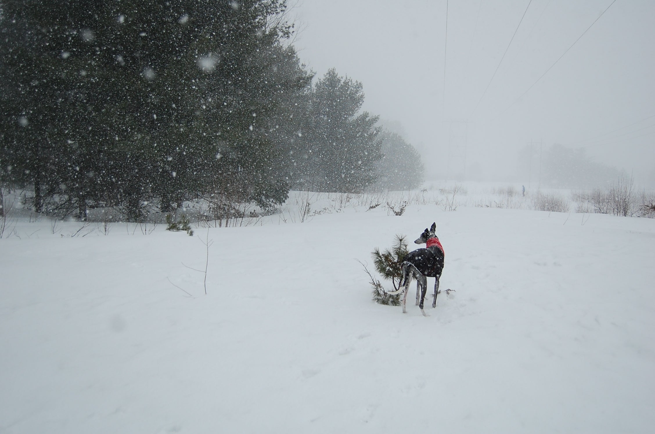 Great White North - Wintermantel | Windhunde, schmale Rassen