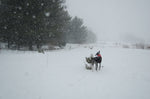 Load image into Gallery viewer, Great White North - Wintermantel | Windhunde, schmale Rassen
